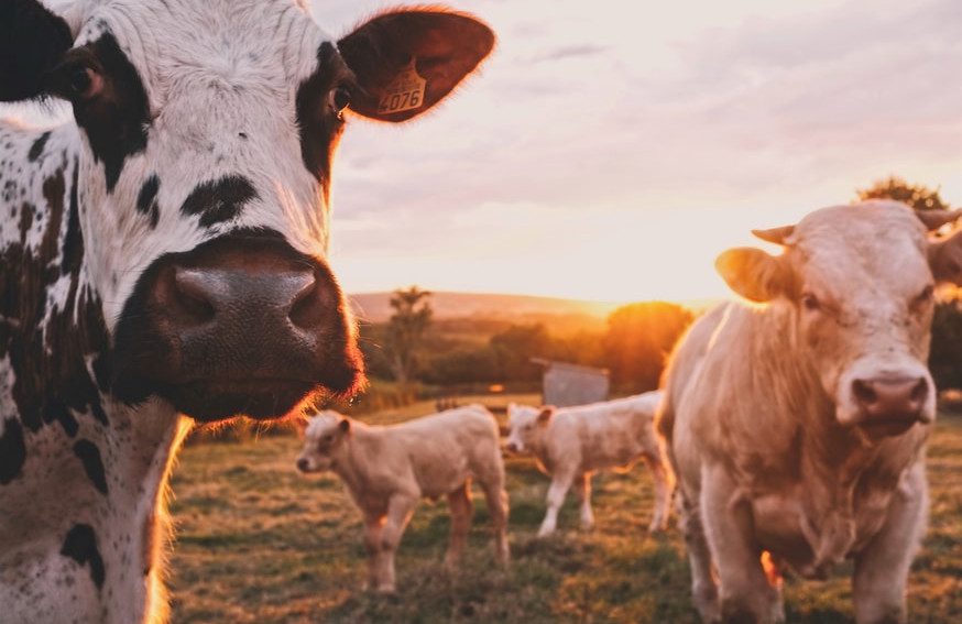 dairy farming