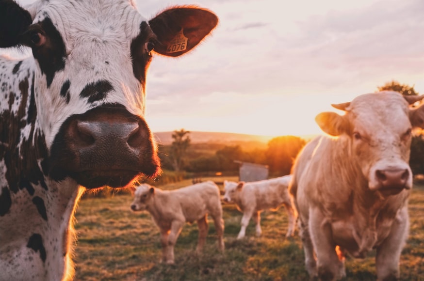 2022 Dairy Farming 