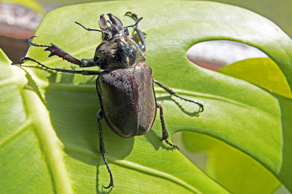 Say Goodbye To Pesky Pests By Following These Simple Tips