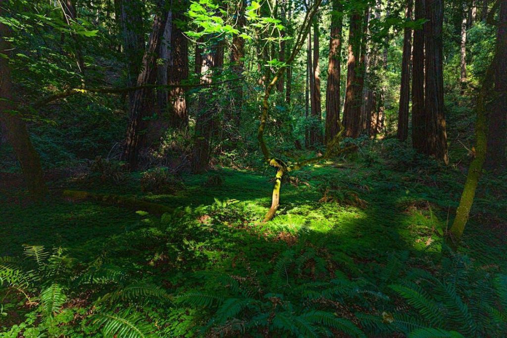 Green Business Essentials: Key Strategies for Success